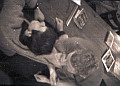 31