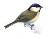Marsh Tit