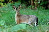 hare [click here]