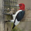 red headed woodpecker