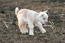 baby goat