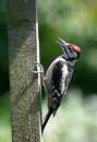 Pied Woodpecker
