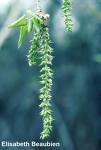 poplar catkins