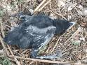 rooks nest