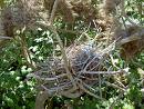 rooks nest