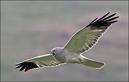 Hen Harrier