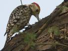Pied Woodpecker