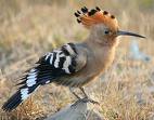 Hoopoe