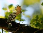 Hoopoe