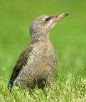 grey headed woodpecker