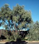 acacia tree