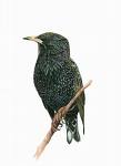 Starling