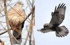 Rufous Dove