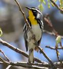Yellow Throated Bunting