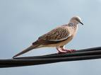 Spotted Necked Doves