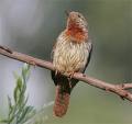 Red Throated Thrush