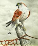 Kestrel