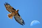 Indian Red Tailed Crush