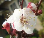 apricot blossom