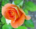 rose in bloom
