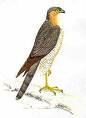 Asiatic Sparrow Hawk