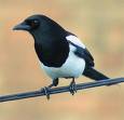 The magpies are building a nest