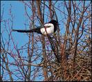 The magpies are building a nest in front of the Church