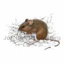 long tailed field mice