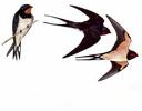 Saw a swallow flying over and over