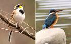 yellow Throated Buntings