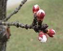 The buds on the apricot tree