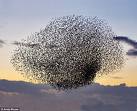 a flock of starlings