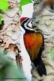 Pied Pecker