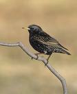 Starlings are getting quite common now