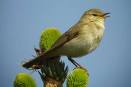 Willow Warbler