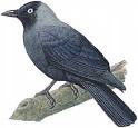 Black Jackdaw