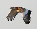 Bustard