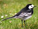 Pied Wagtail