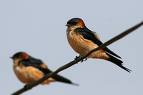 Saw Golden Rumped Swallow