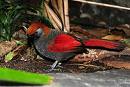 Red Tailed Thrush
