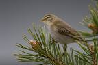 Willow Warblers