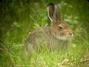 hare in its hole