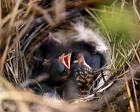 sparrow in its nest