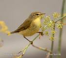 Willow Warbler