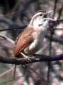 Wren for the first time 