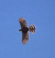 Saw an Asiatic Sparrow Hawk swoop down and pick up a sparrow
