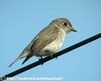 brown Fly-catcher