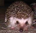 Helped skin a hedgehog