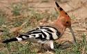 Hoopoe pecking in grass