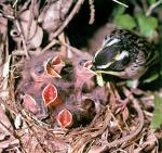 Yellow Throated Buntings